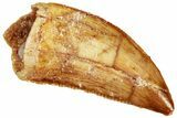 Serrated, Raptor Tooth - Real Dinosaur Tooth #296211-1